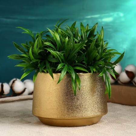 Golden Kashpo 14.5x14.5x10cm-1