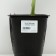 Khosta Zibolda "Eleans", pot C3, 1 pc, Spring 2024