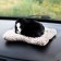 Toy on a car panel, dog on a pillow, black color
