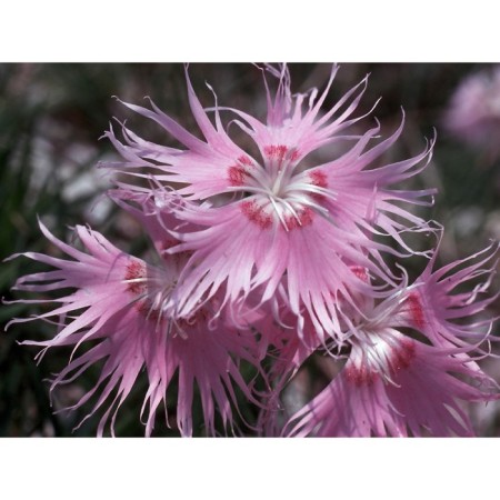 Sand -shaped cloves "fringe", pot C3 (pink), 1 pc, spring 2024
