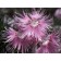 Sand -shaped cloves "fringe", pot C3 (pink), 1 pc, spring 2024