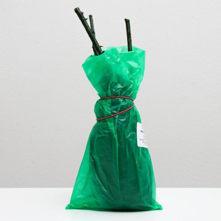 Rosa seeder Hai Medzhik, spring 2024, 1 pc.-2