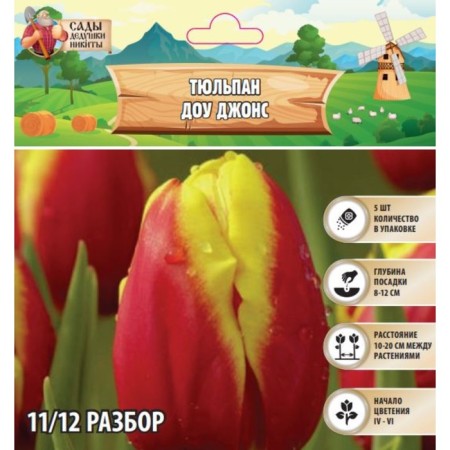 Tulip Dow Jones, Rr 11/12, 5pcs, Autumn 2024