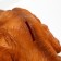 Pig a piggy bank "Puppy Cocker Spaniel" Red, 30x24x18cm