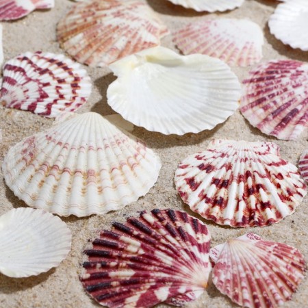 A set of shells, "piesidatus scallop", size 4 - 6 cm, 100 g
