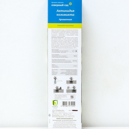 Actinidia hybrid "fragrant", 1 pc, tube, spring 2025-1