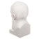 Gypsum figure famous people: Bust of Dostoevsky 13*8.5*10.5 10-194