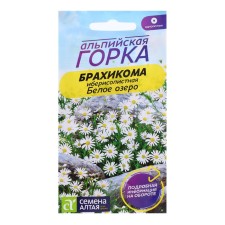 The seeds of the brachikom 