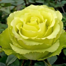Seedling rose 