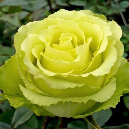 Seedling rose "Jadi", tube, spring 2025
