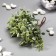 Artificial succulent for creating the Florarium "Crassula" set of 6 pcs 15 cm