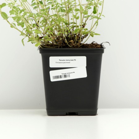 Timyan creeping, P9 pot, 1 pc, spring 2024-3