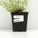 Timyan creeping, P9 pot, 1 pc, spring 2024