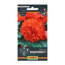 Belonia flowers 