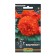 Belonia flowers "mandarin", f1, test tube, 5 pcs