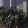 Garland "thread" 10 m, IP44, dark thread, 100 LED, glow of multi, 8 modes, 220 V