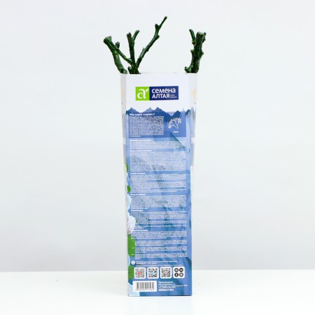 Seedling rose Shrab (bush) Pina Bausch, 1 pc, spring 2024-2