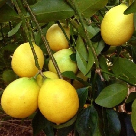 Citrus "Laimkvat Lakeland", tube, 1 pc, spring 2025