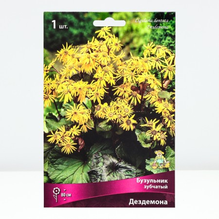 Buznil Tozhno Desdemona, rr I, 1 pc, spring 2025-1