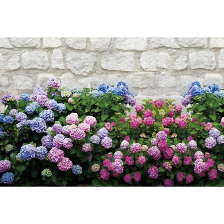 Photo Banner, 300 × 160 cm, with photo printing, eyelets step 1 m, "flowers", Greengo
