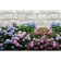 Photo Banner, 300 × 160 cm, with photo printing, eyelets step 1 m, "flowers", Greengo