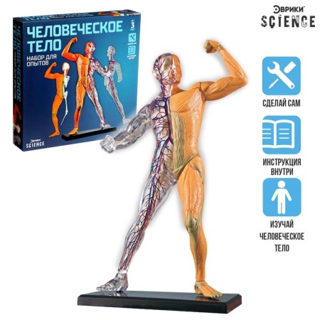 Scientific experience "human body"