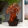 The desktop fountain from the network, backlight "Old tree with topazes" 180 stones 16x22x12 cm