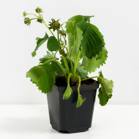 Strawberries Garden Vim Tarda (Tarda), P9 pot, 1 pc, summer 2024-1