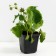 Strawberries Garden Vim Tarda (Tarda), P9 pot, 1 pc, summer 2024