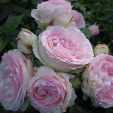 Seedling rose 