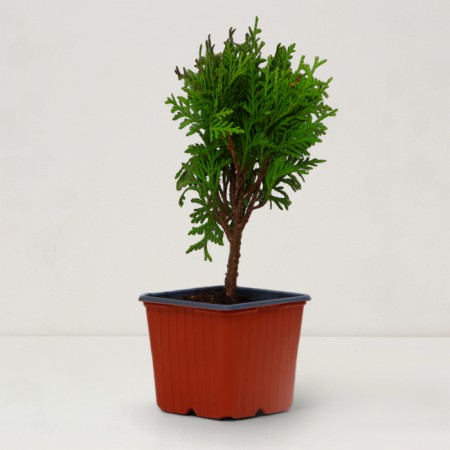 Sahenian Tuya Western "Dawid", pot P9, Summer 2024-1