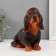 Figure "Dachshund" height 17.5 cm, width 10 cm, length 23 cm