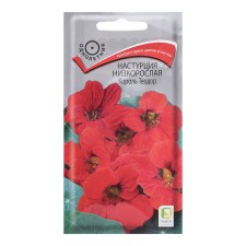 Seeds of flowers nasturtium stunted 