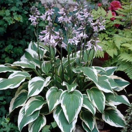 Hybrid Khosta "Antioch", pot C2, 1 pc, spring 2024