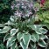 Hybrid Khosta "Antioch", pot C2, 1 pc, spring 2024