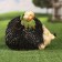 Garden figure "Hedgehog with mushrooms" 17x23x18cm