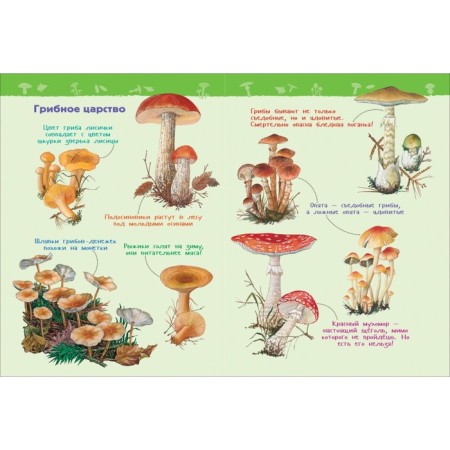 Encyclopedia for kindergarten "in the forest"-2
