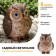 Lamp Garden era on the sunny battery "Owl Brown" LED, IP54