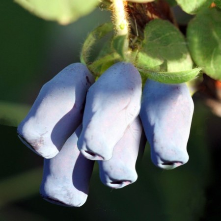 Honeysuckle edible Yugan, C2 pot, H20-40 Height, 1 pc, summer 2024