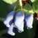 Honeysuckle edible Yugan, C2 pot, H20-40 Height, 1 pc, summer 2024