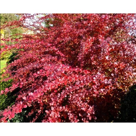 Barberry Tunberg Atropurpurea, C2 pot, H10-50 height, 1 pc, summer 2024