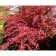 Barberry Tunberg Atropurpurea, C2 pot, H10-50 height, 1 pc, summer 2024