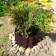 Fencing for the flowerbed, 110 × 24 cm, brown, "wave", Greengo