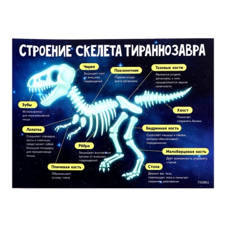 Набор для опытов «Эпоха динозавров», скелет тираннозавра-6