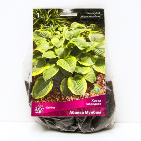 Host Hybrid Abikva Munbim, I Rr., 1 pc. 40*80 h (cm), autumn 2024