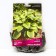 Host Hybrid Abikva Munbim, I Rr., 1 pc. 40*80 h (cm), autumn 2024
