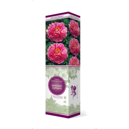 PION tree (vaccinated on grassy) "red silver", 1 pc, tube, spring 2025-3