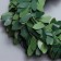 Liana is artificial for the decor "Fern", 3 meters, 13 × 13 × 2 cm