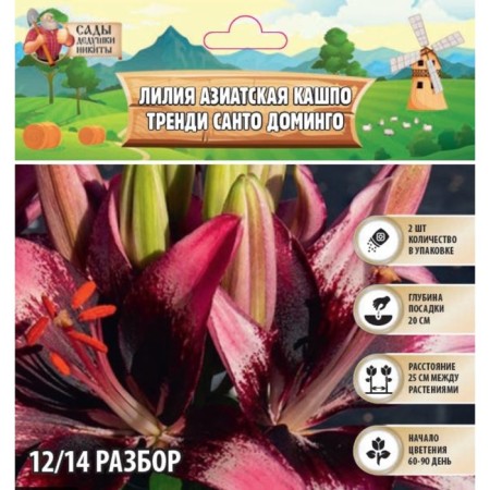 Lilia Asian Kashpo "Trendy Santo Domingo", district 12/14, 2 pcs, spring 2024