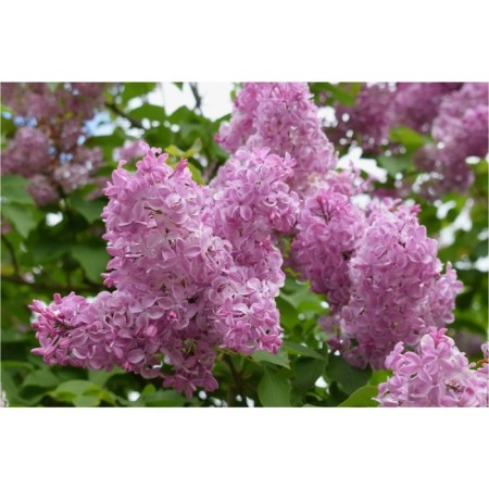 Giacintic lilac lilac, C3 pot, 1 pc, summer 2024